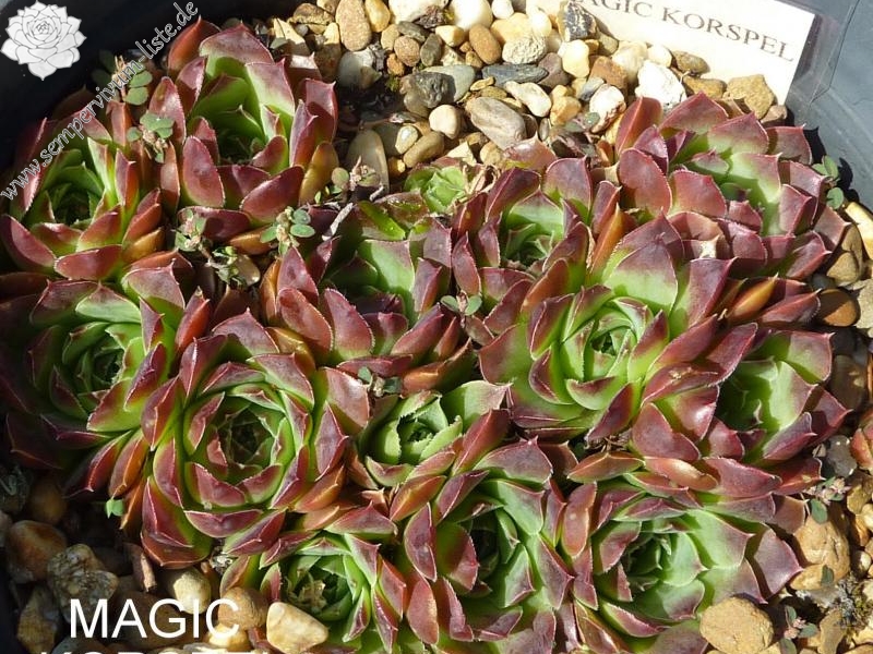 Magic Korspel / Jovi