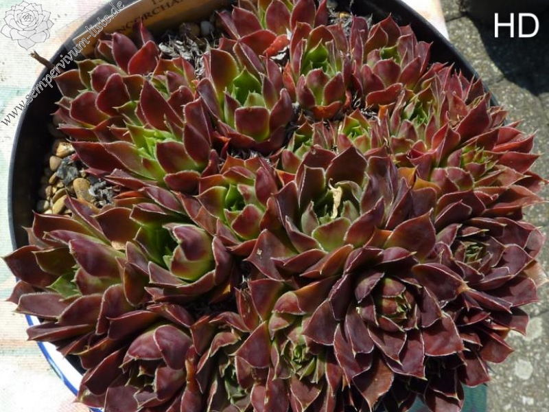 Francorchamps / Jovi