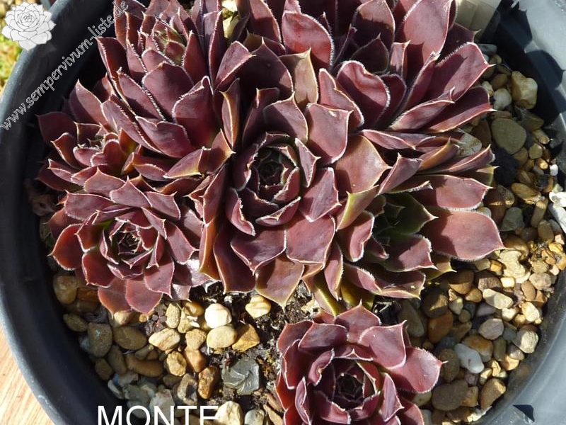 Monte Generoso / Jovi