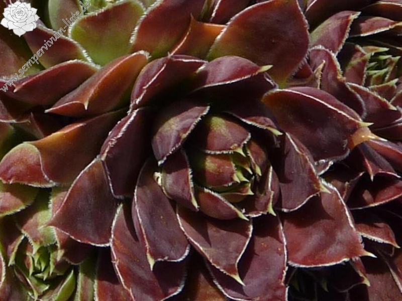 Francorchamps / Jovi