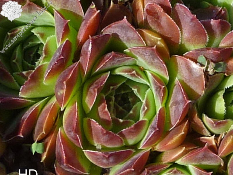 Magic Korspel / Jovi