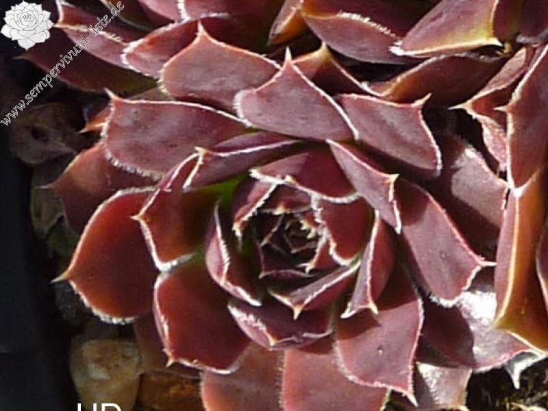 Monte Generoso / Jovi