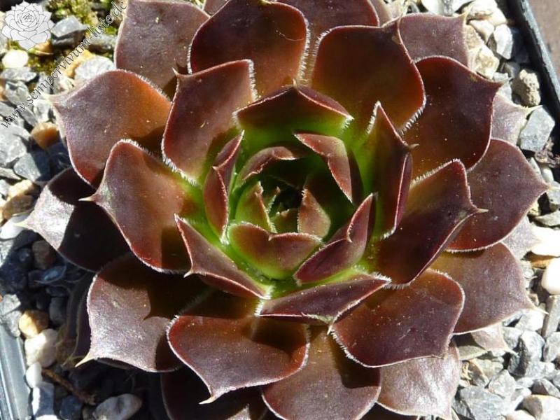 Francorchamps / Jovi