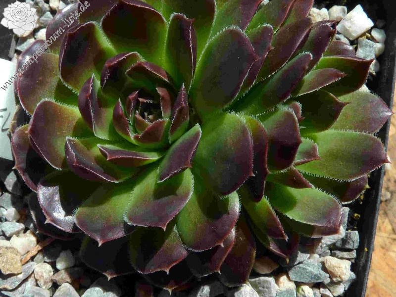 Magic Korspel / Jovi