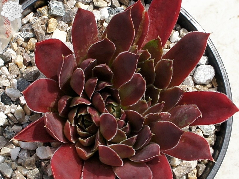 Francorchamps / Jovi