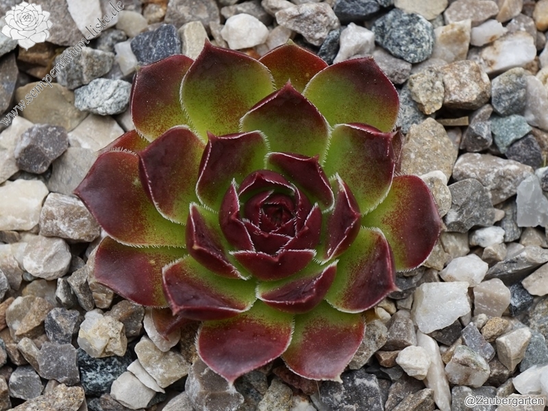 Magic Korspel / Jovi