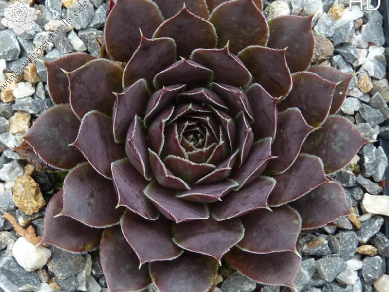 Francorchamps / Jovi