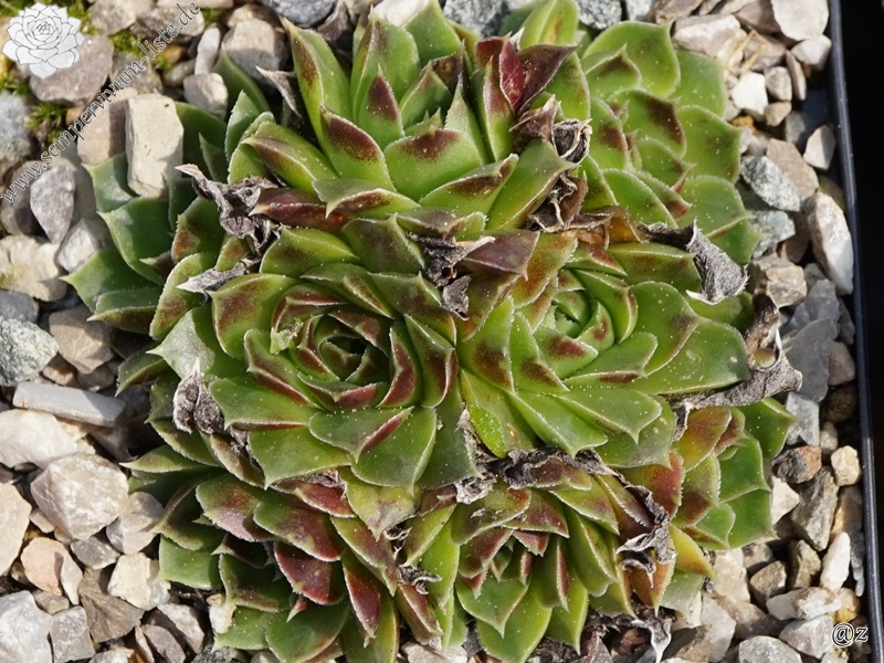 Magic Korspel / Jovi