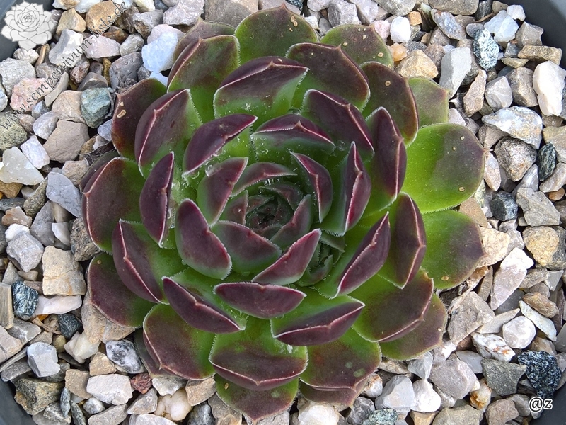 Magic Korspel / Jovi