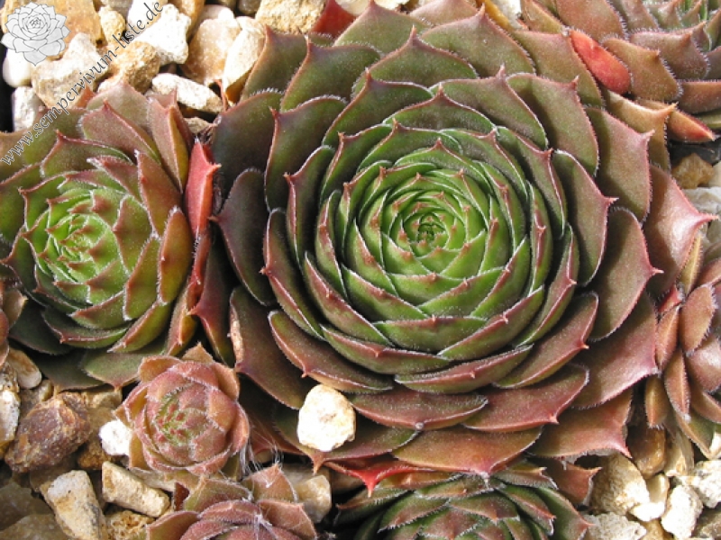 Cupreum