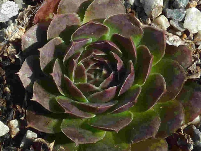 Magic Korspel / Jovi