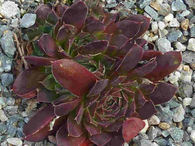 Magic Korspel / Jovi