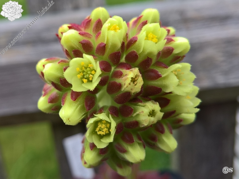 Magic Korspel / Jovi