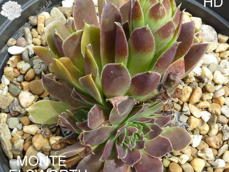 Monte Ellsworth Range / Jovi