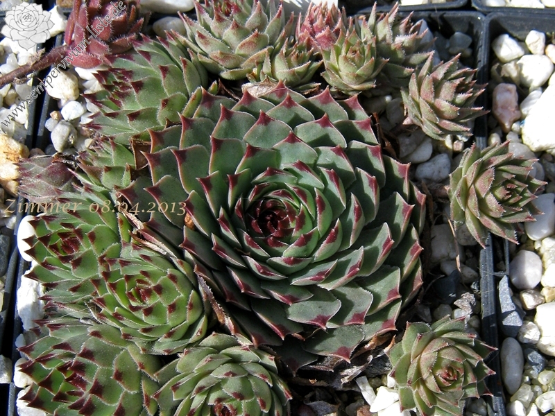 Flinta