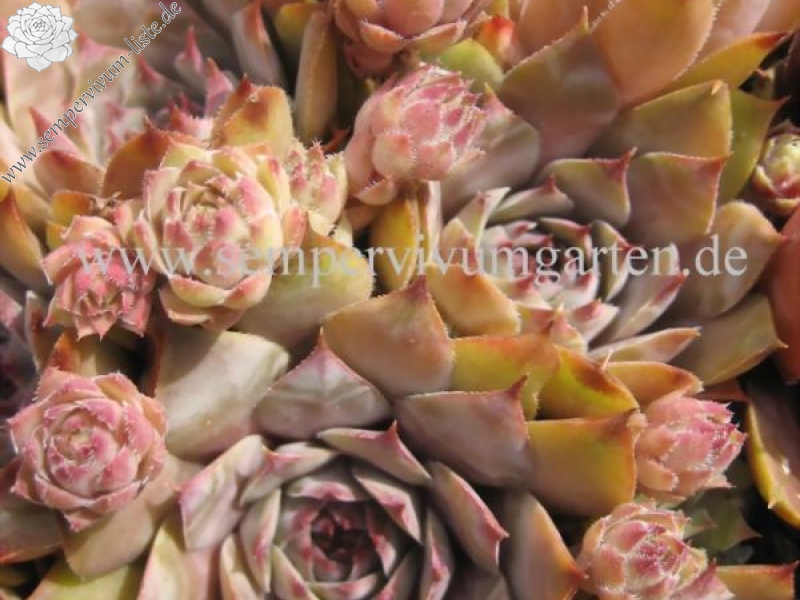 Hortulanus Smit