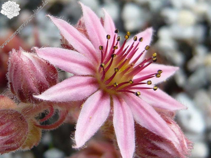 Haullauer's Seedling