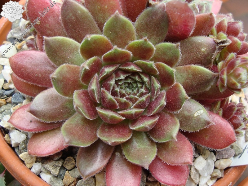 Niphetos