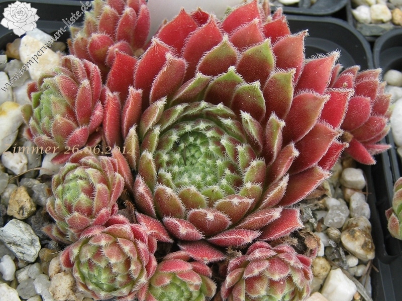Nanja