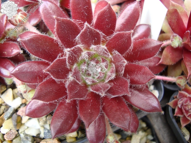 Havendijks First Web