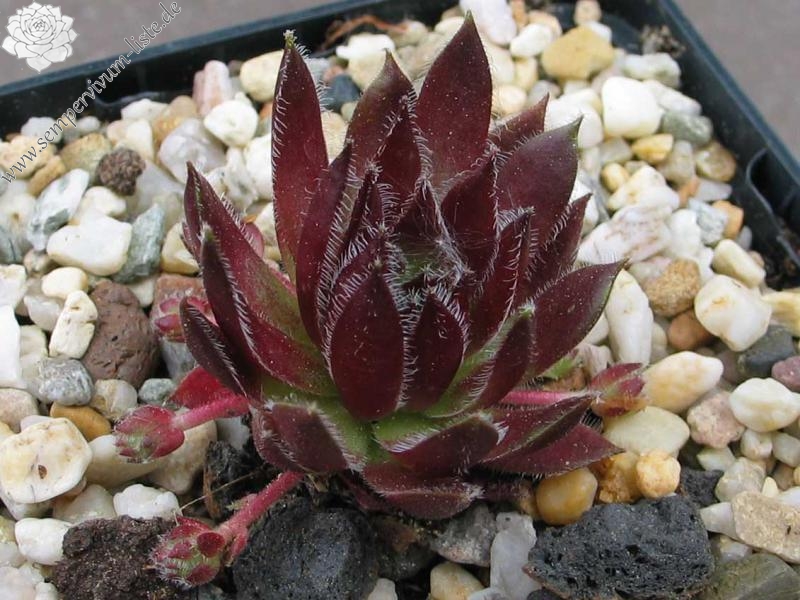 Havendijks Perfection