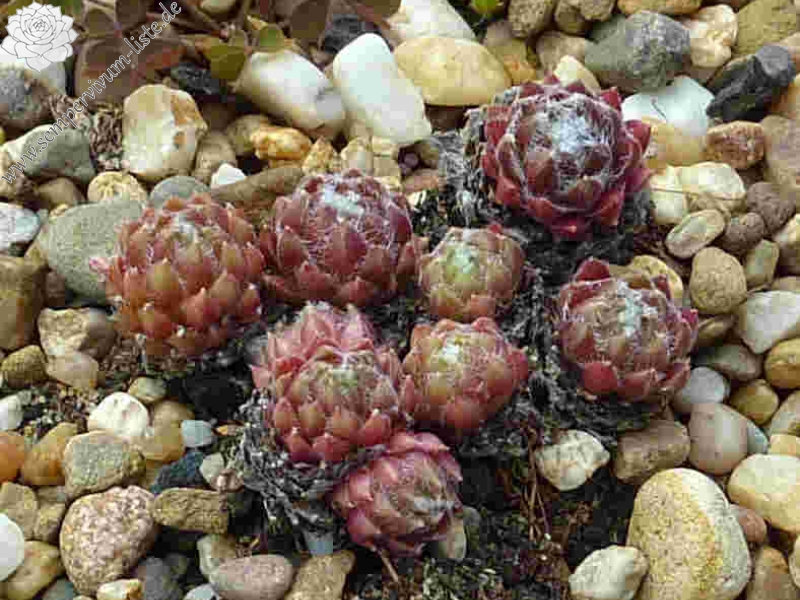 Havendijks Milky Way