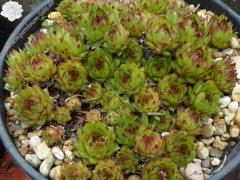 Havendijks Millenium