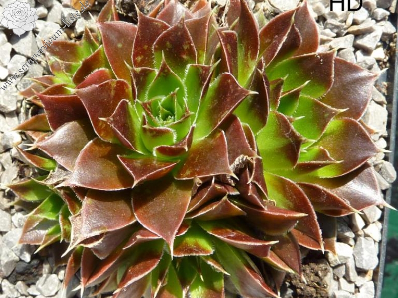 Hodi's Beauty / Jovi