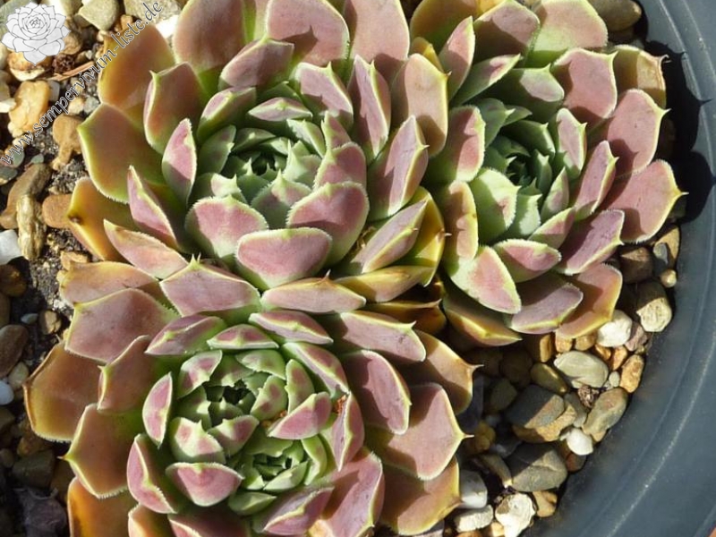 Nobody Sorrow / Jovi