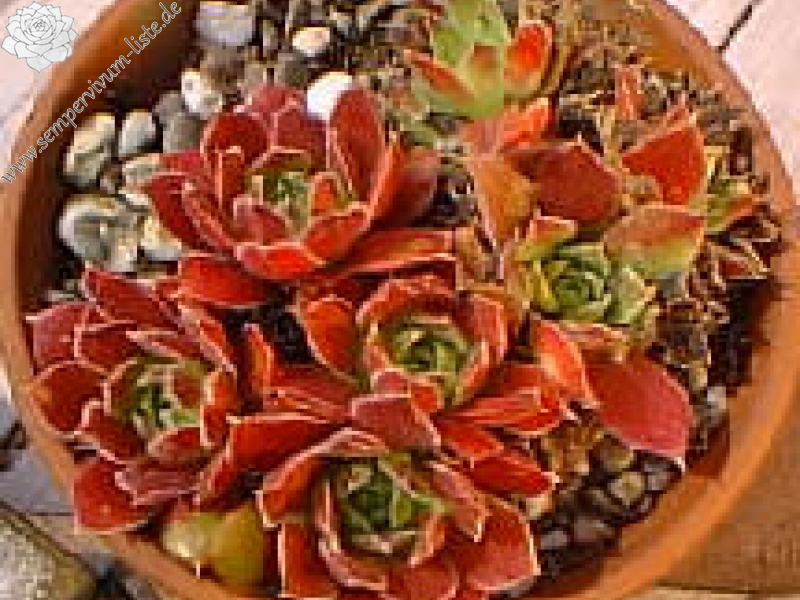 Helen von Stein / Jovi