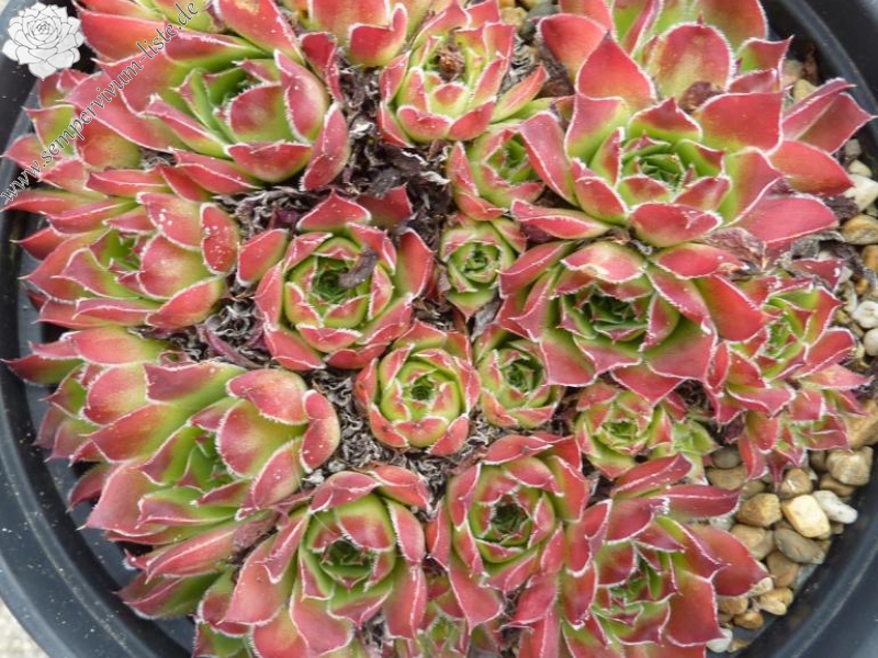 Nursery Van Delft / Jovi