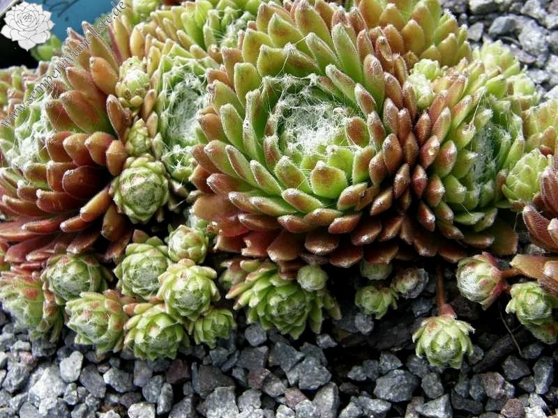 Havendijker Klausner