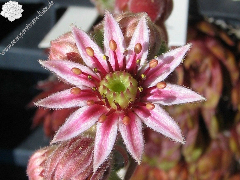 Niphetos