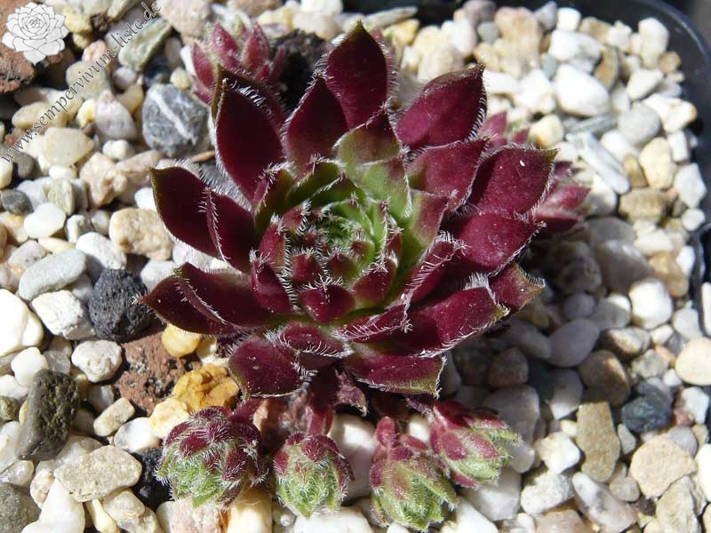 Havendijks Perfection