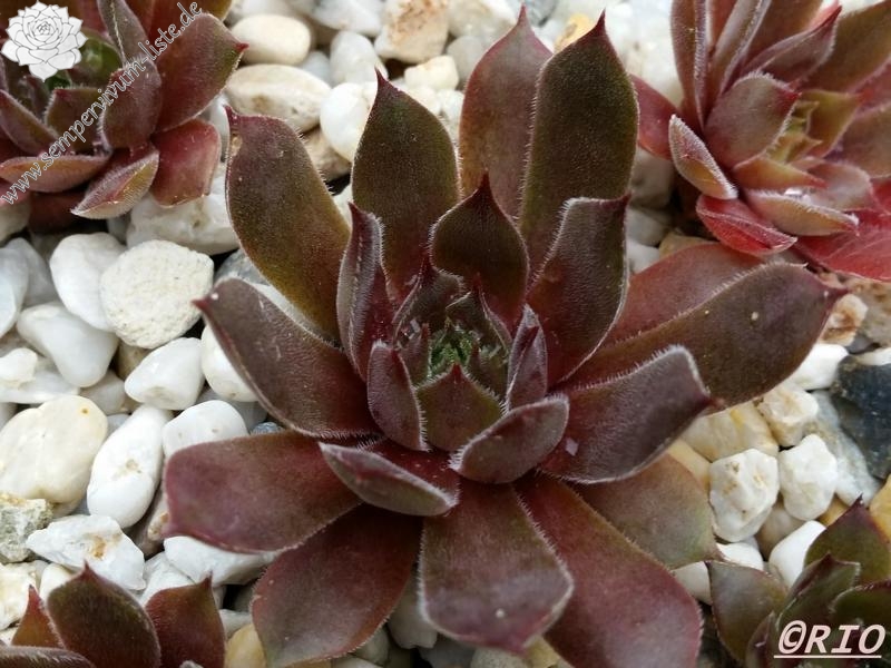 Hortulanus Smit