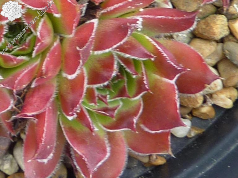 Nursery Van Delft / Jovi