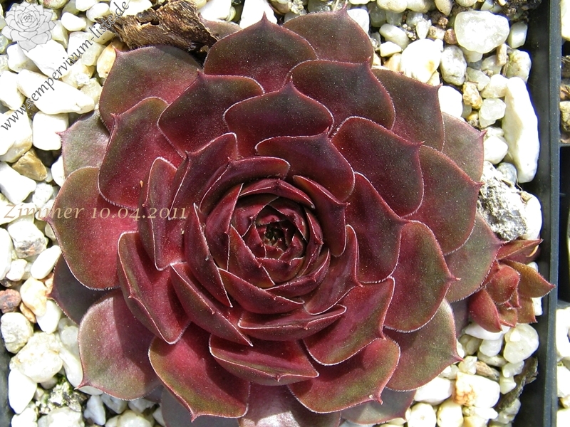 Hidde's Roosje