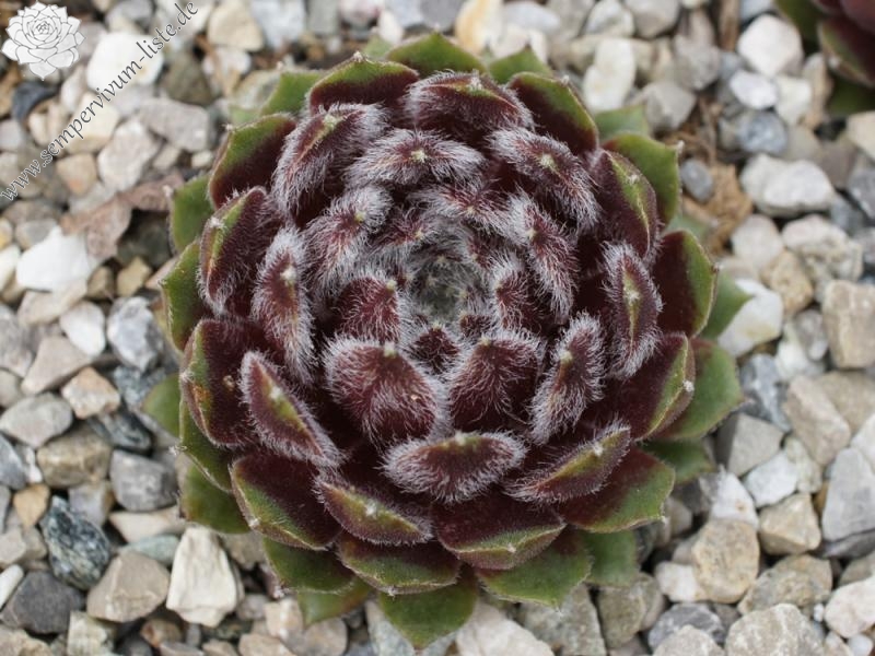 Haullauer's Seedling