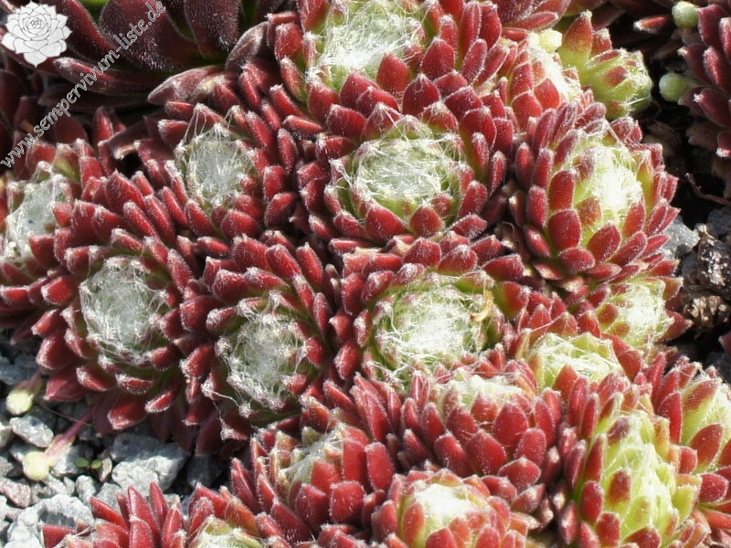 Havendijker Klausner