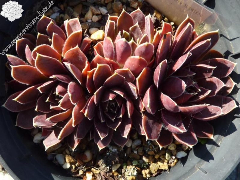 Helen von Stein / Jovi