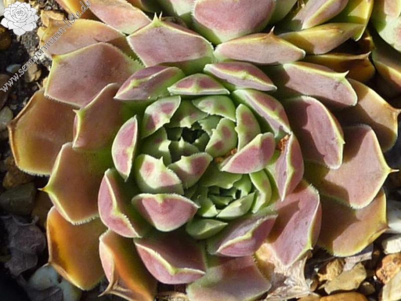 Nobody Sorrow / Jovi