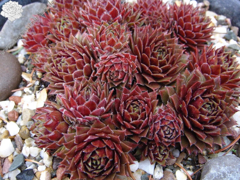 Heigham Red
