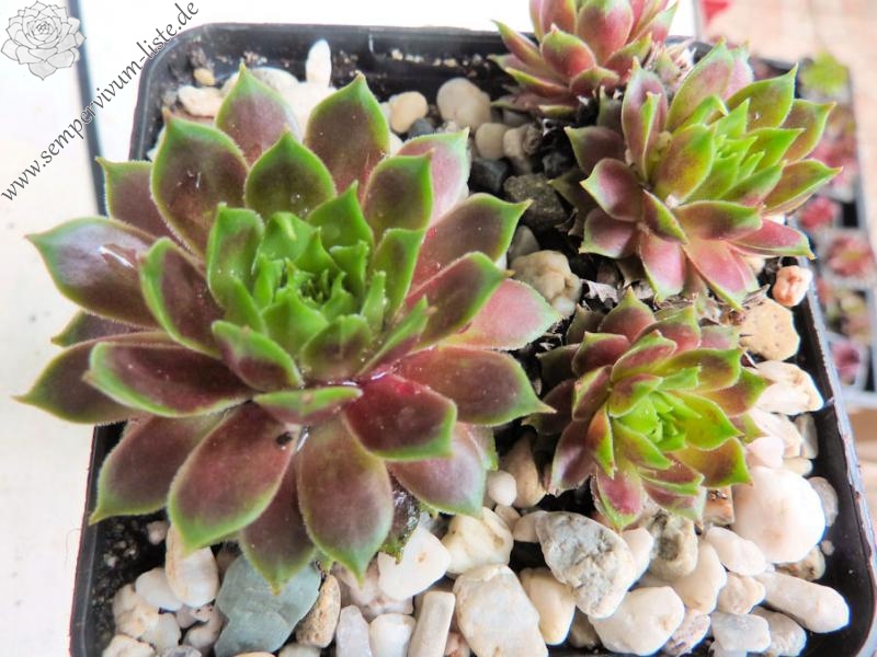 Haynaldii