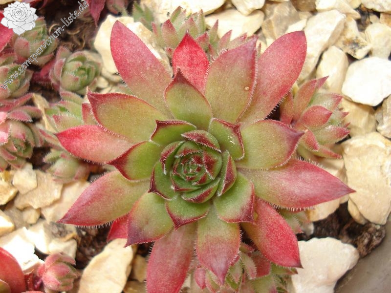 Havendijks Millenium