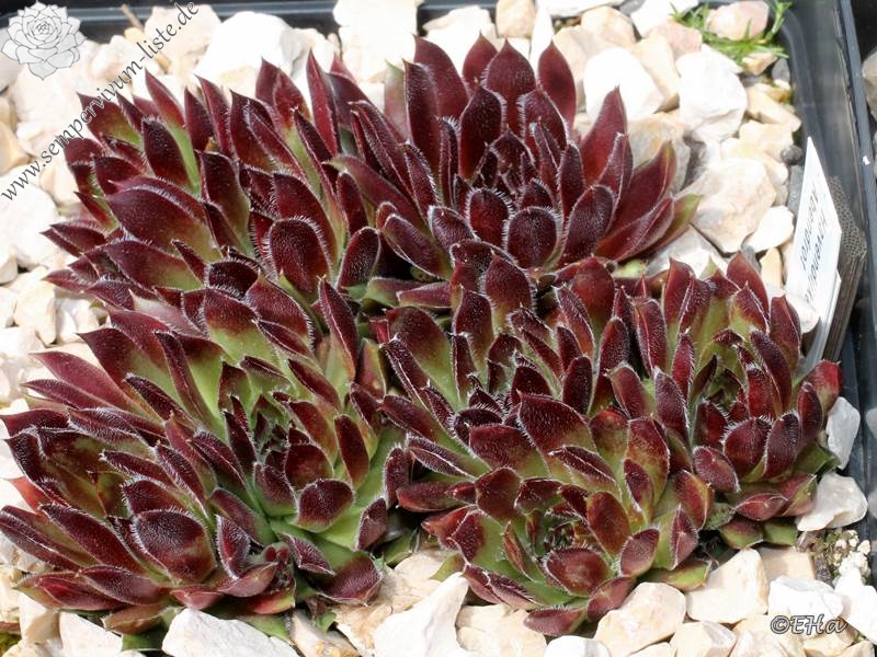 Havendijker Abendrot