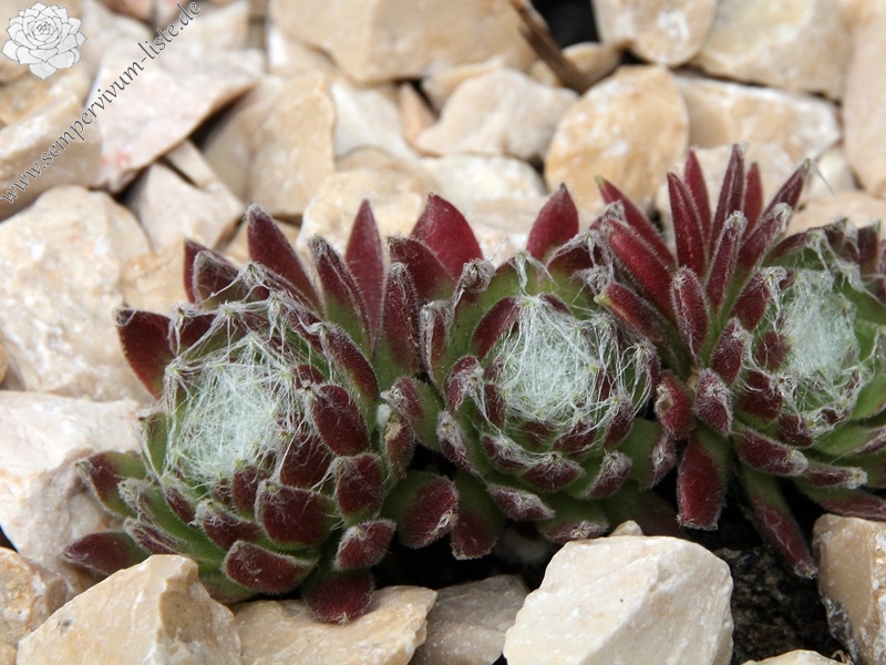 Havendijker Klausner