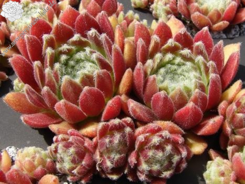 Havendijks First Web