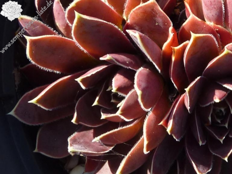 Helen von Stein / Jovi