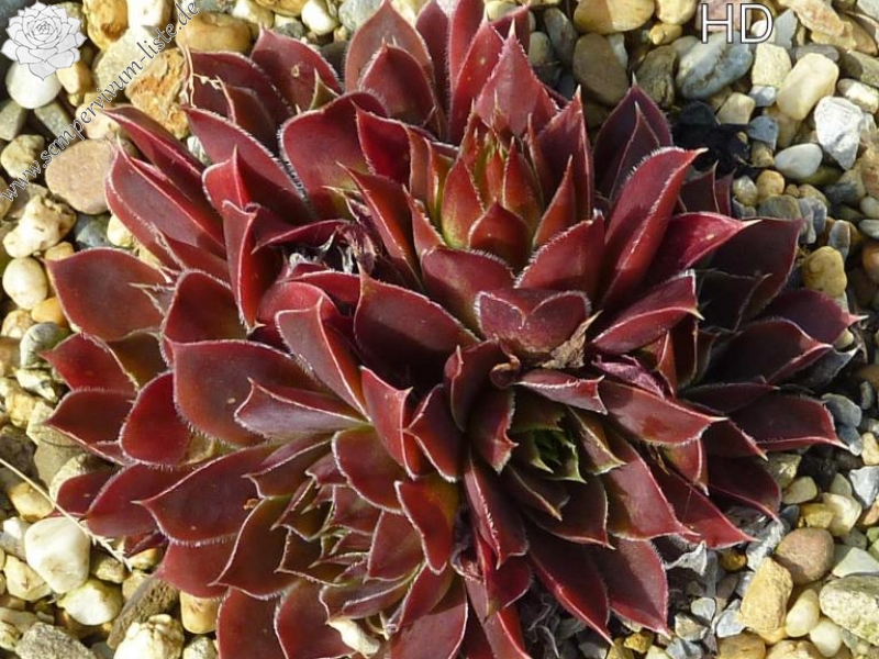 Hodi's Beauty / Jovi