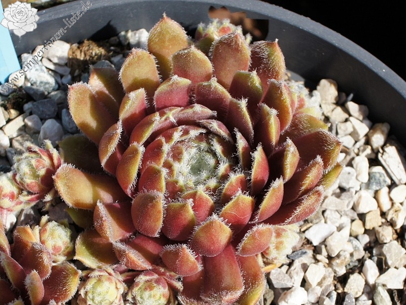 Haullauer's Seedling